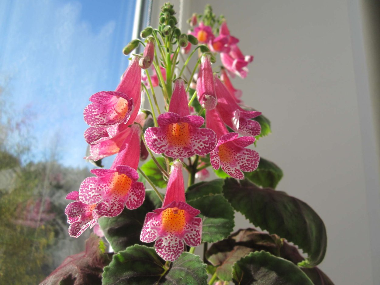 Смитианта cinnabarina