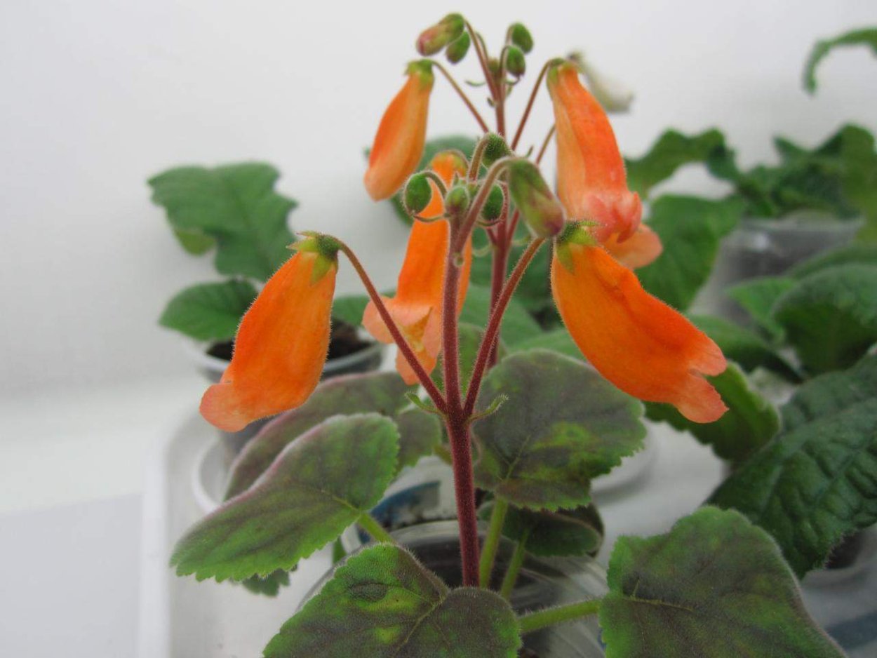 Mithiantha Capistrano (Смитианта Кэпистрано)