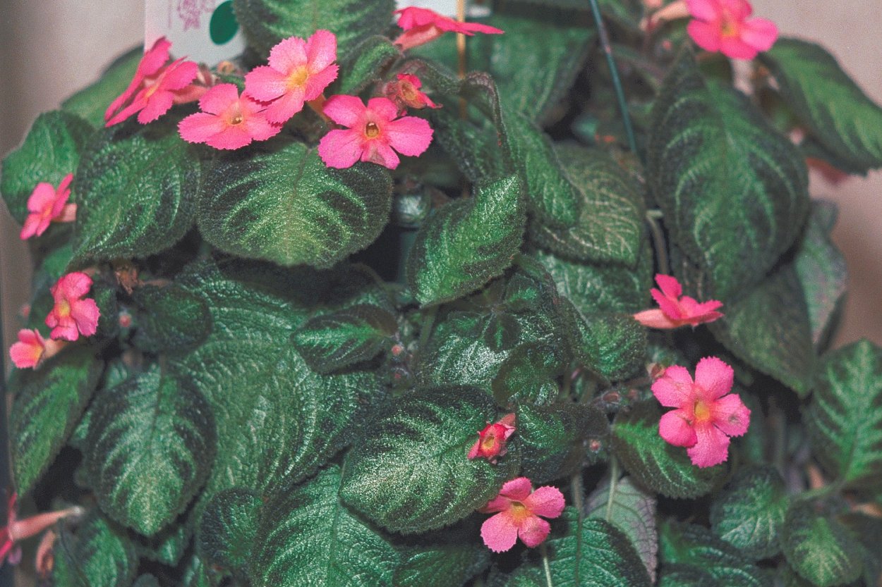 Эписция Pink Panther