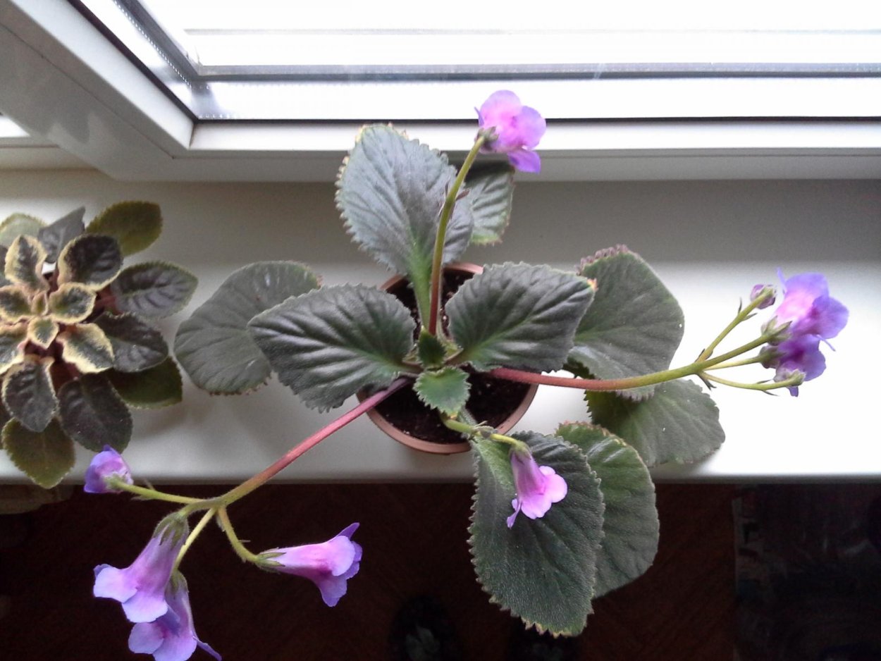 Семейство Геснериевые в комнатном цветоводстве