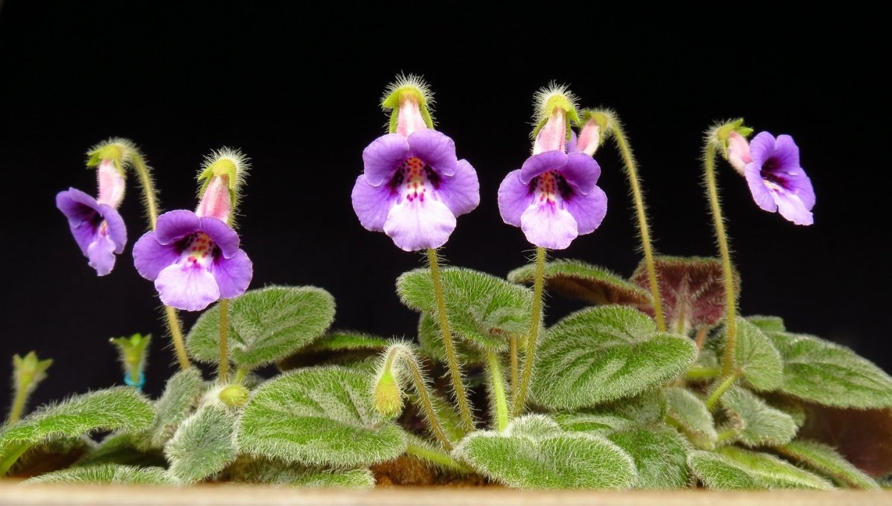 Геснериевые синнингия