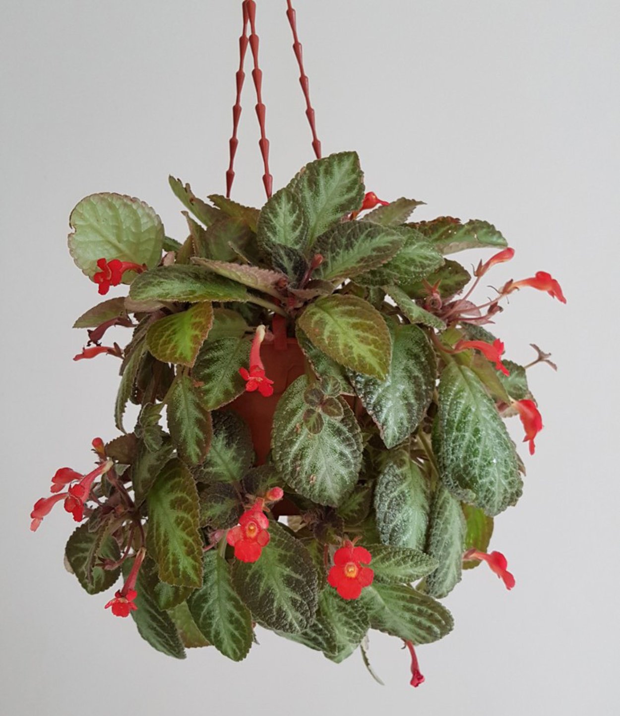 Эписция ампельная