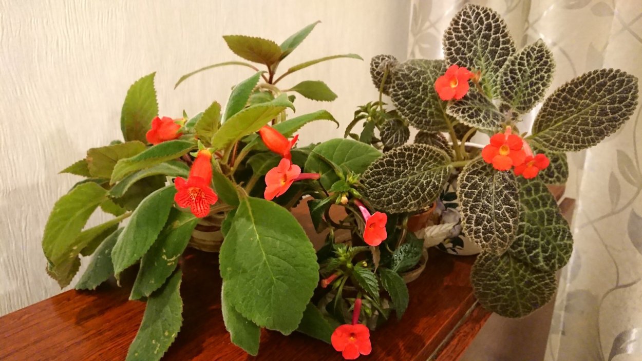 Дружная семейка цветок комнатный