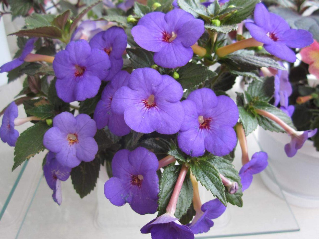 Ахименес Sally Pink