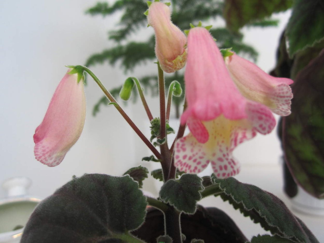 Смитианта Spring