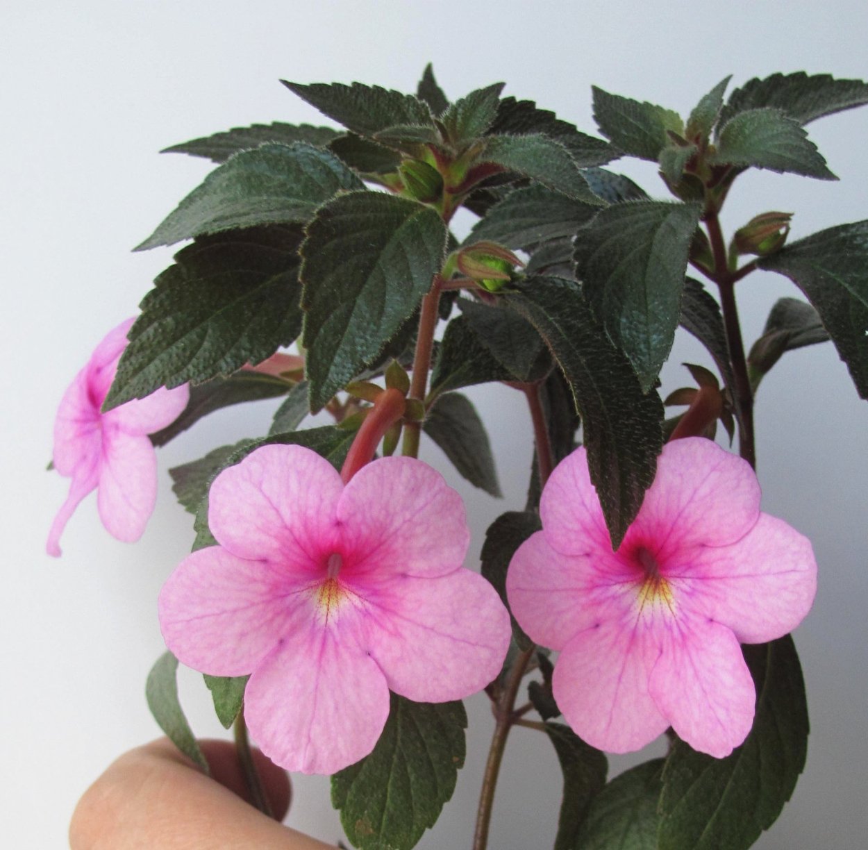 Ахименес Аделаида