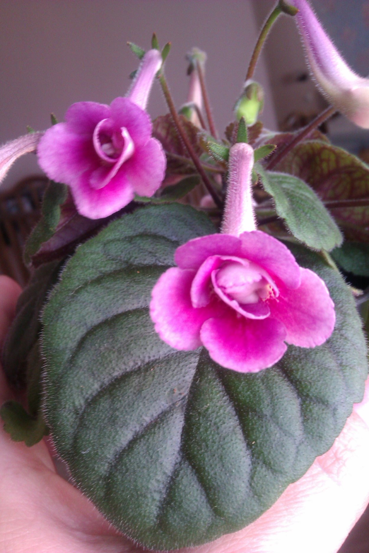 Семейство Геснериевые