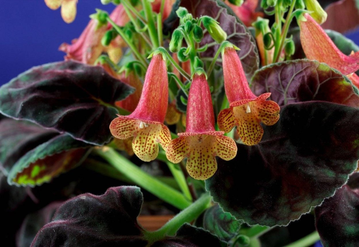 Смитианта Ханаби