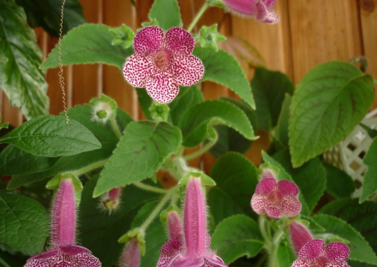 Цветок колерия пушистоцветковая