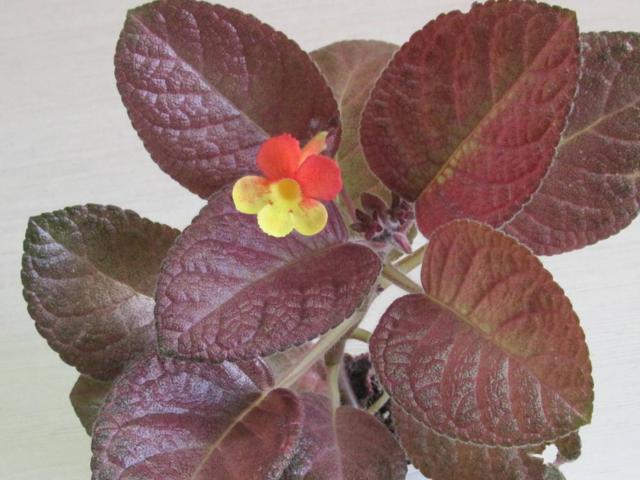 Эписция шоу тайм фото