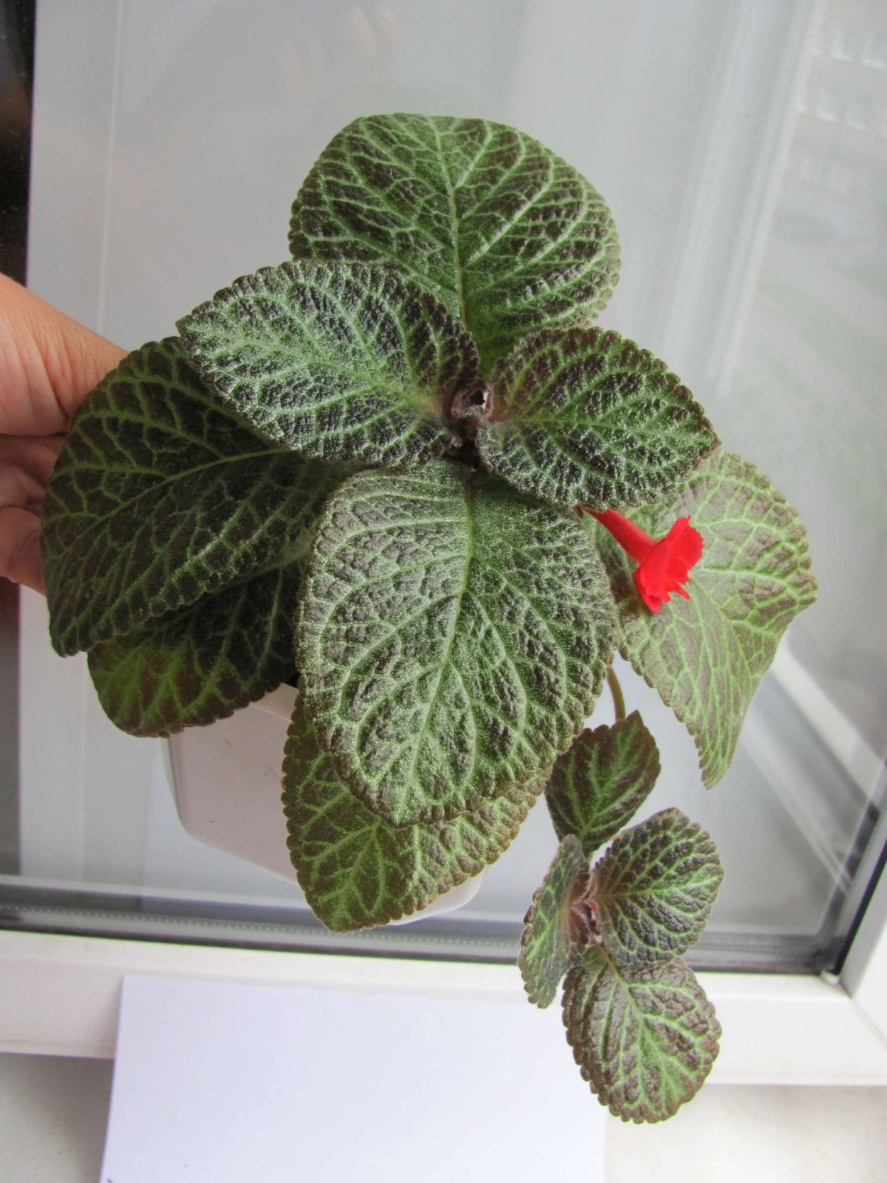 Эписция гепард