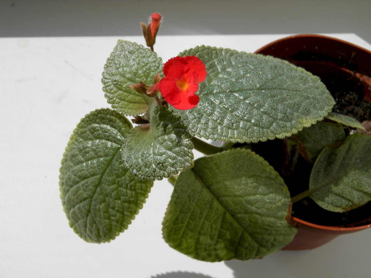 Эписция precious