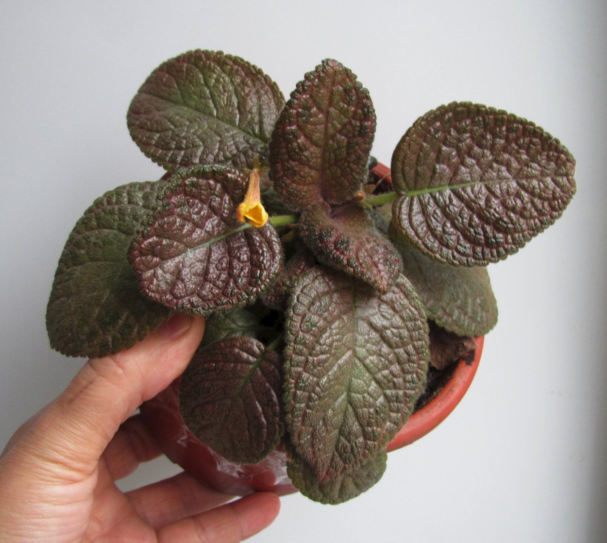 Эписция киви