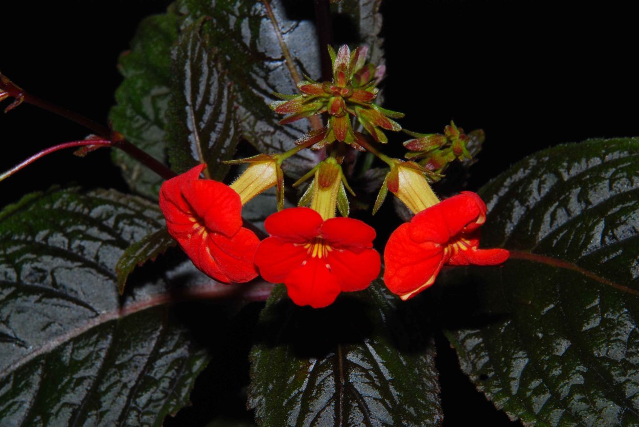 Цветок Геснерия алая