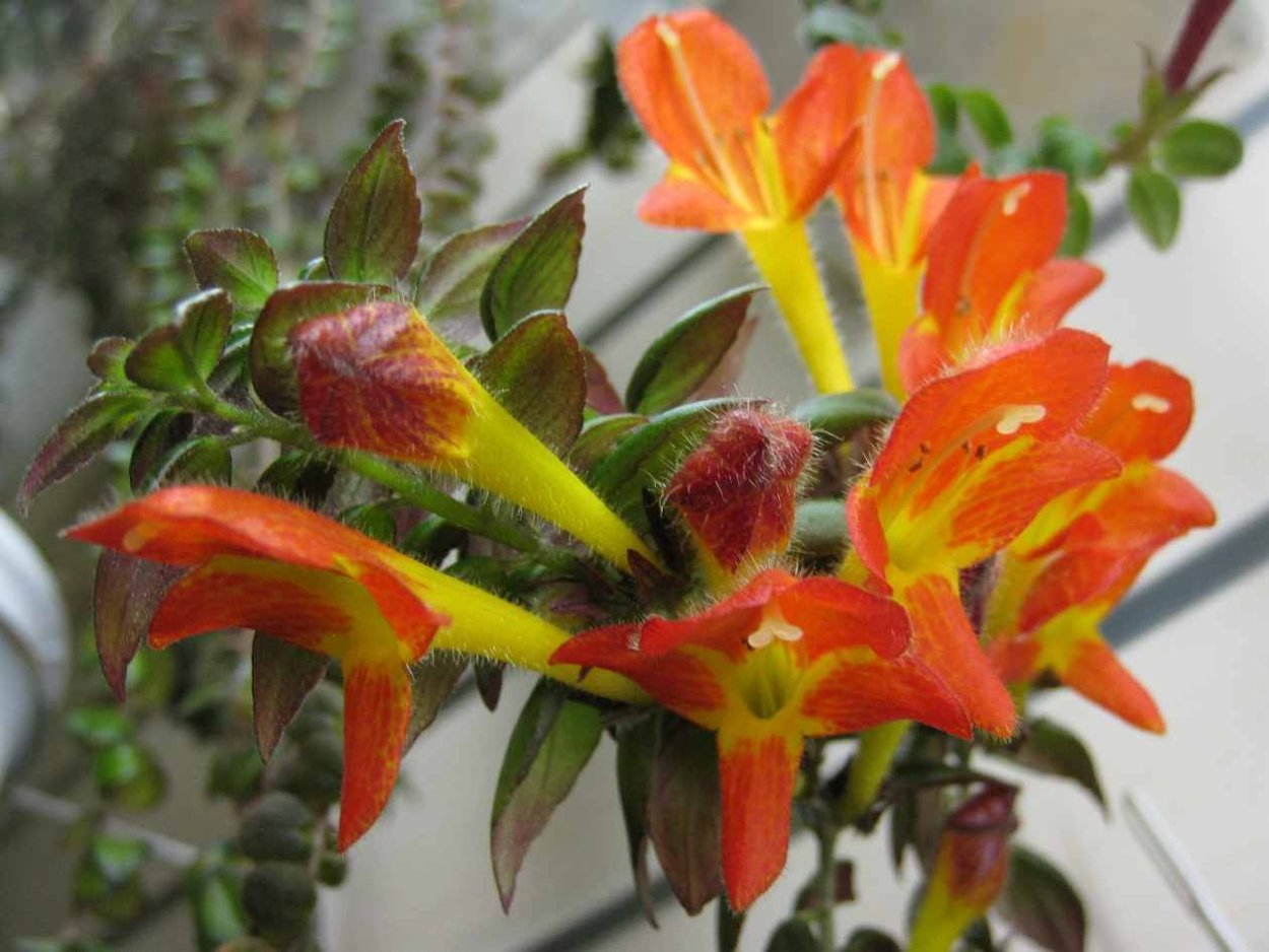 Геснериевые колумнея