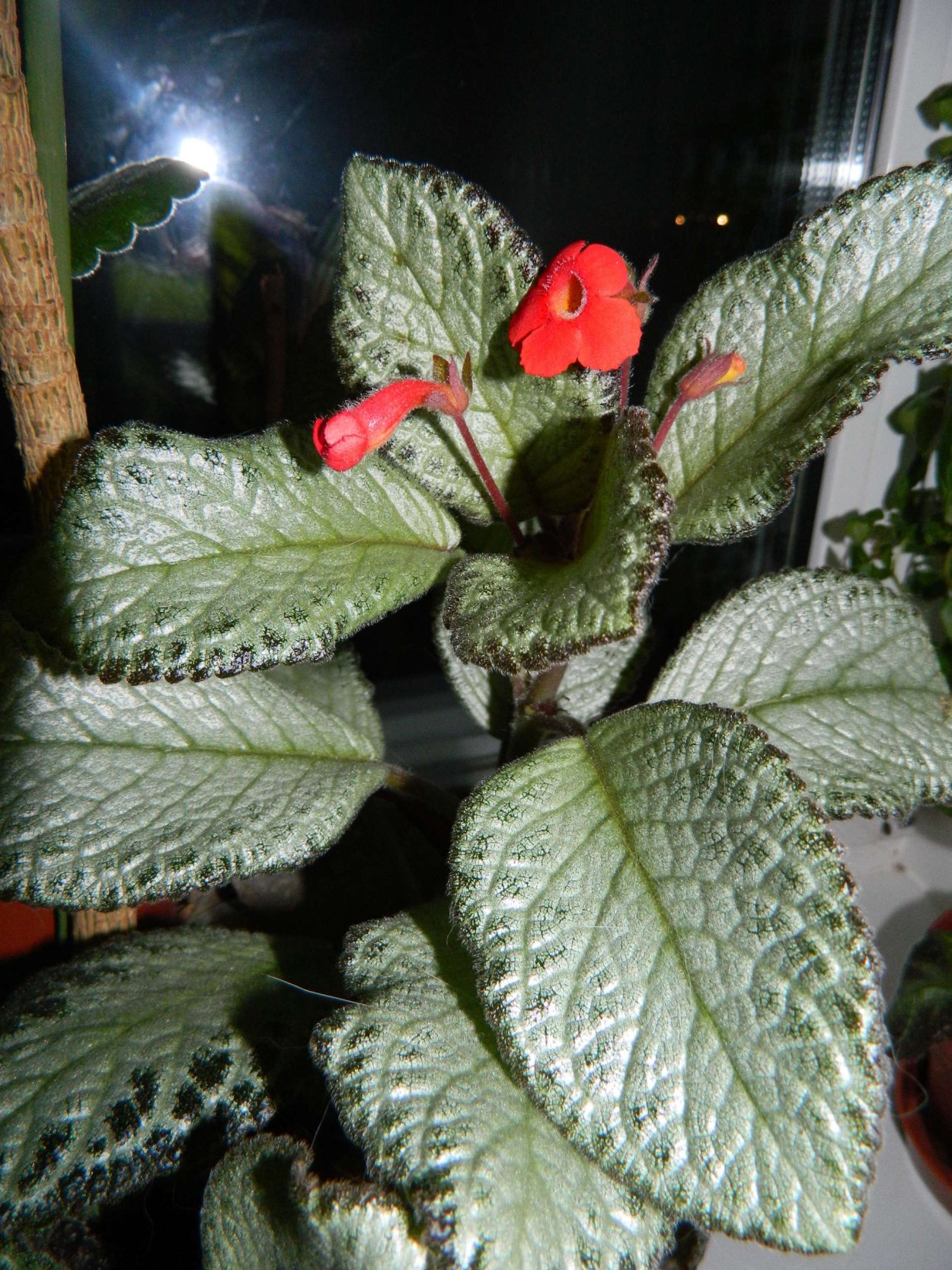 Эписция ампельная красная шапочка