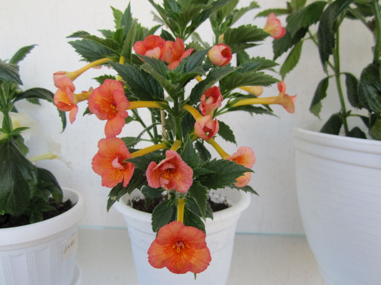 Ахименес в горшке