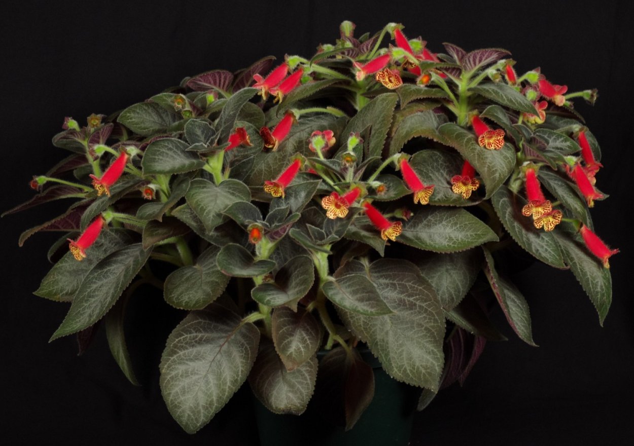 Калерия Сильвер Фазер