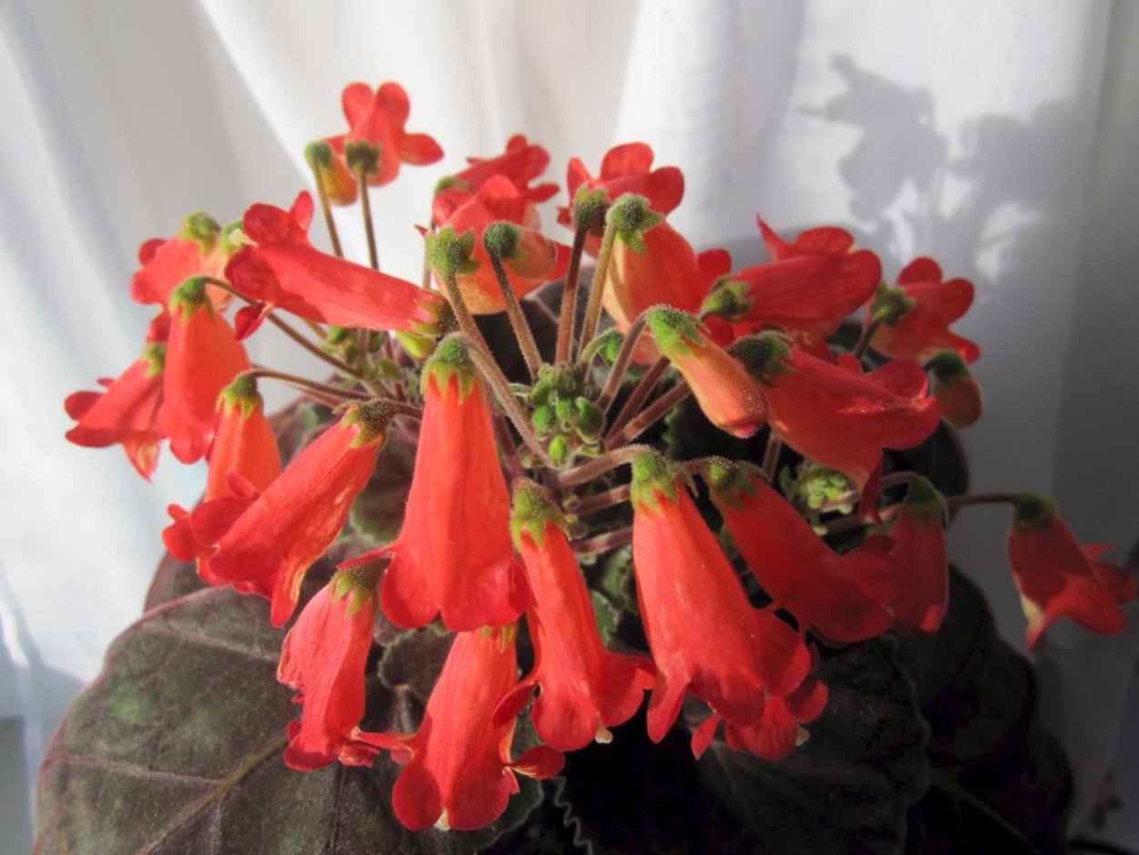 Смитианта АВ Октябрина