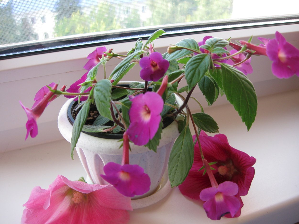 Геснериевые на подоконнике