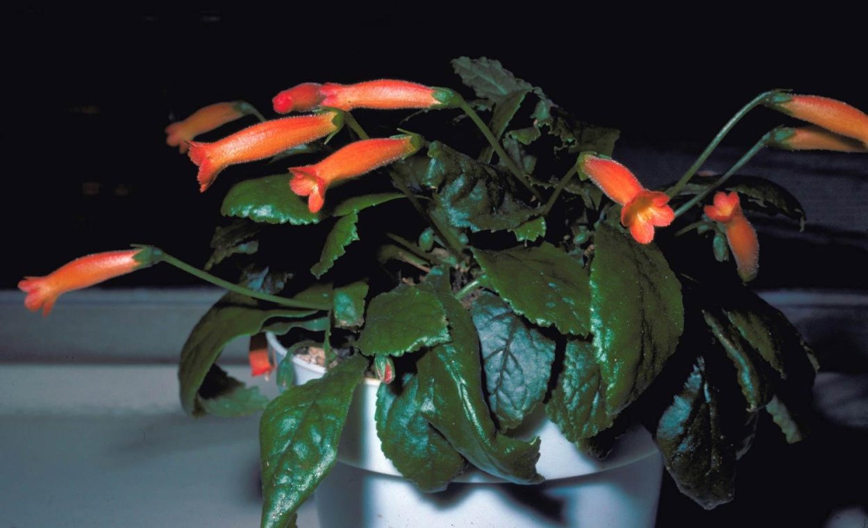 Геснерия алая