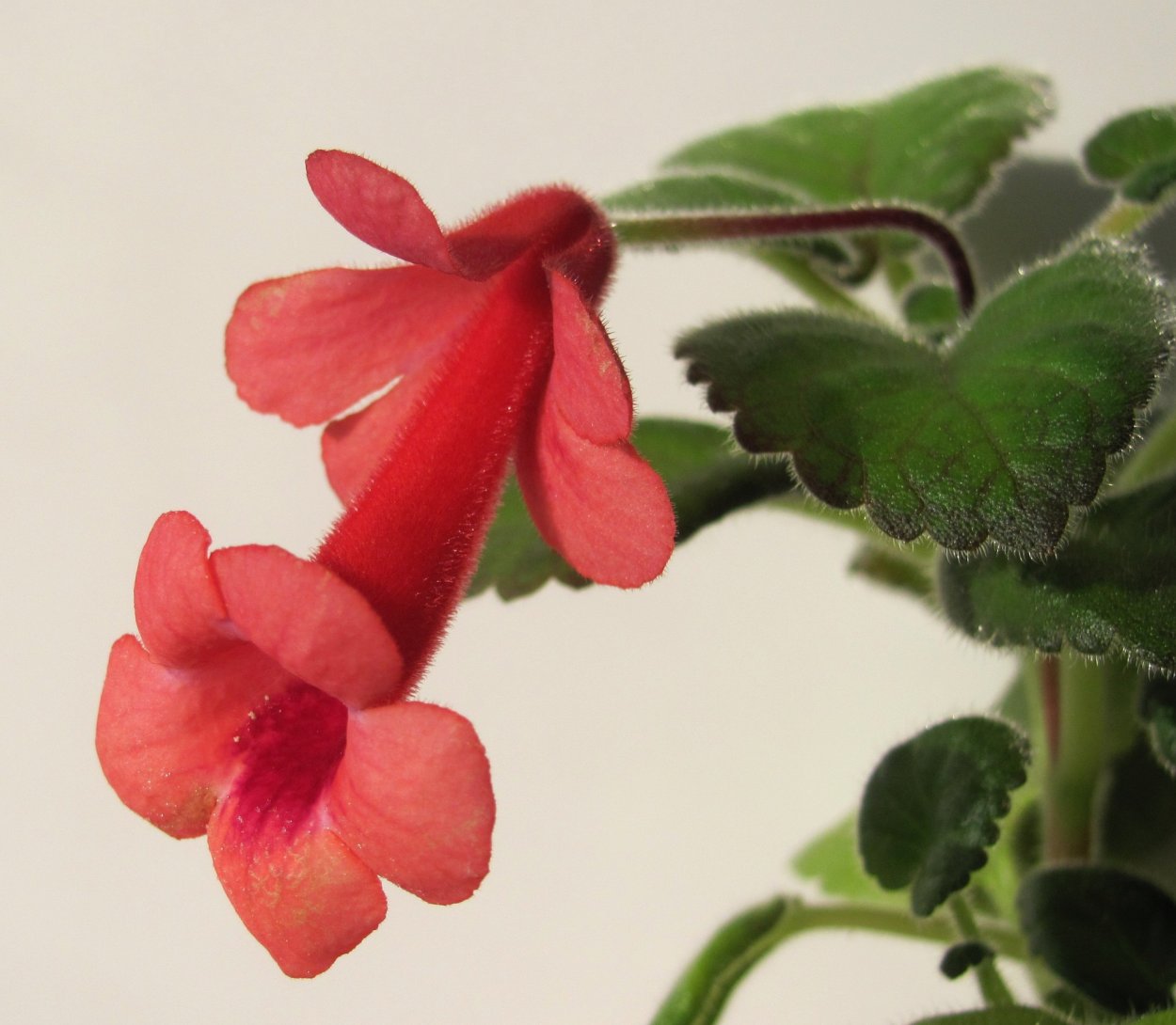 Геснериевые синнингия