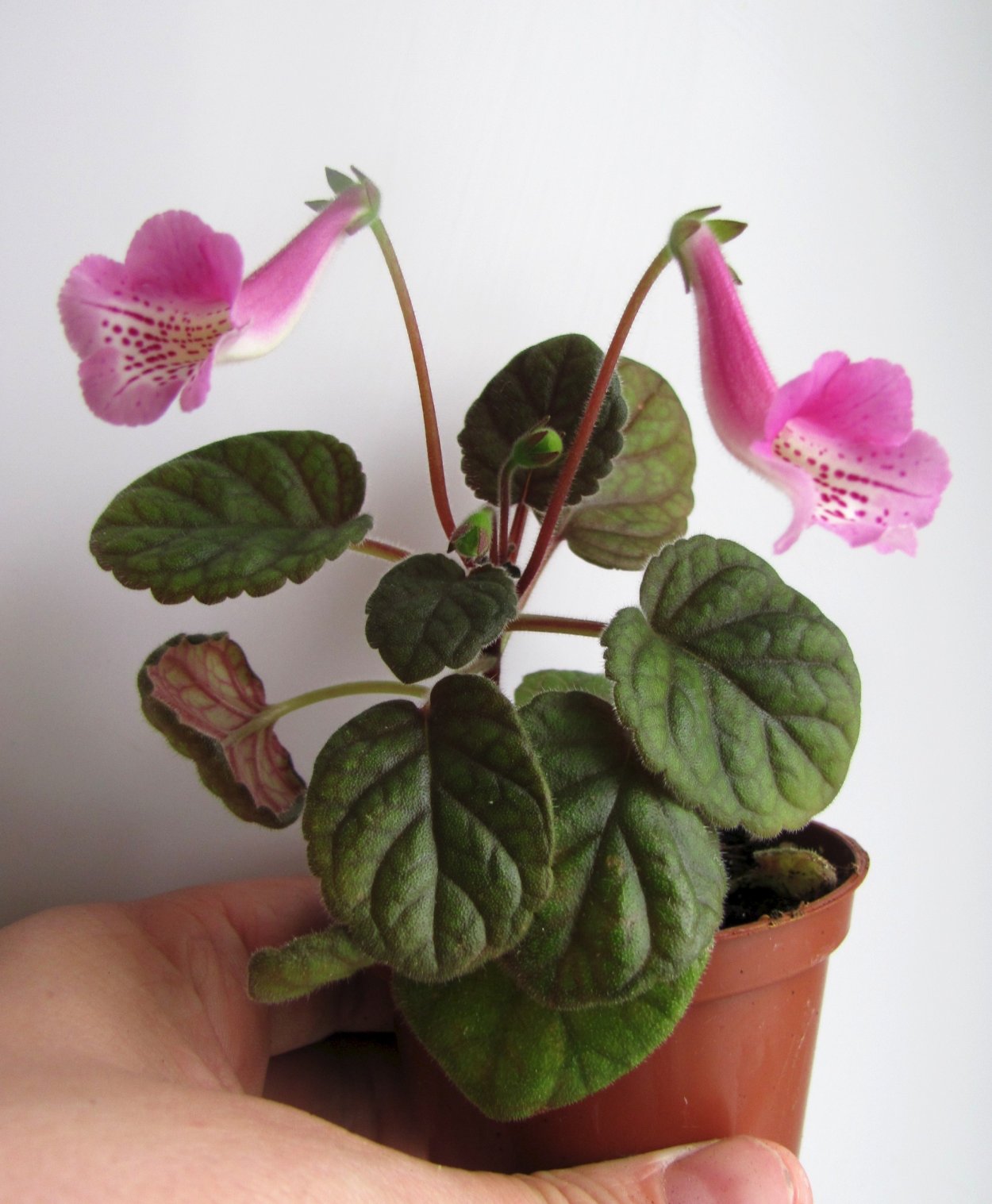 Геснериевые IERAE