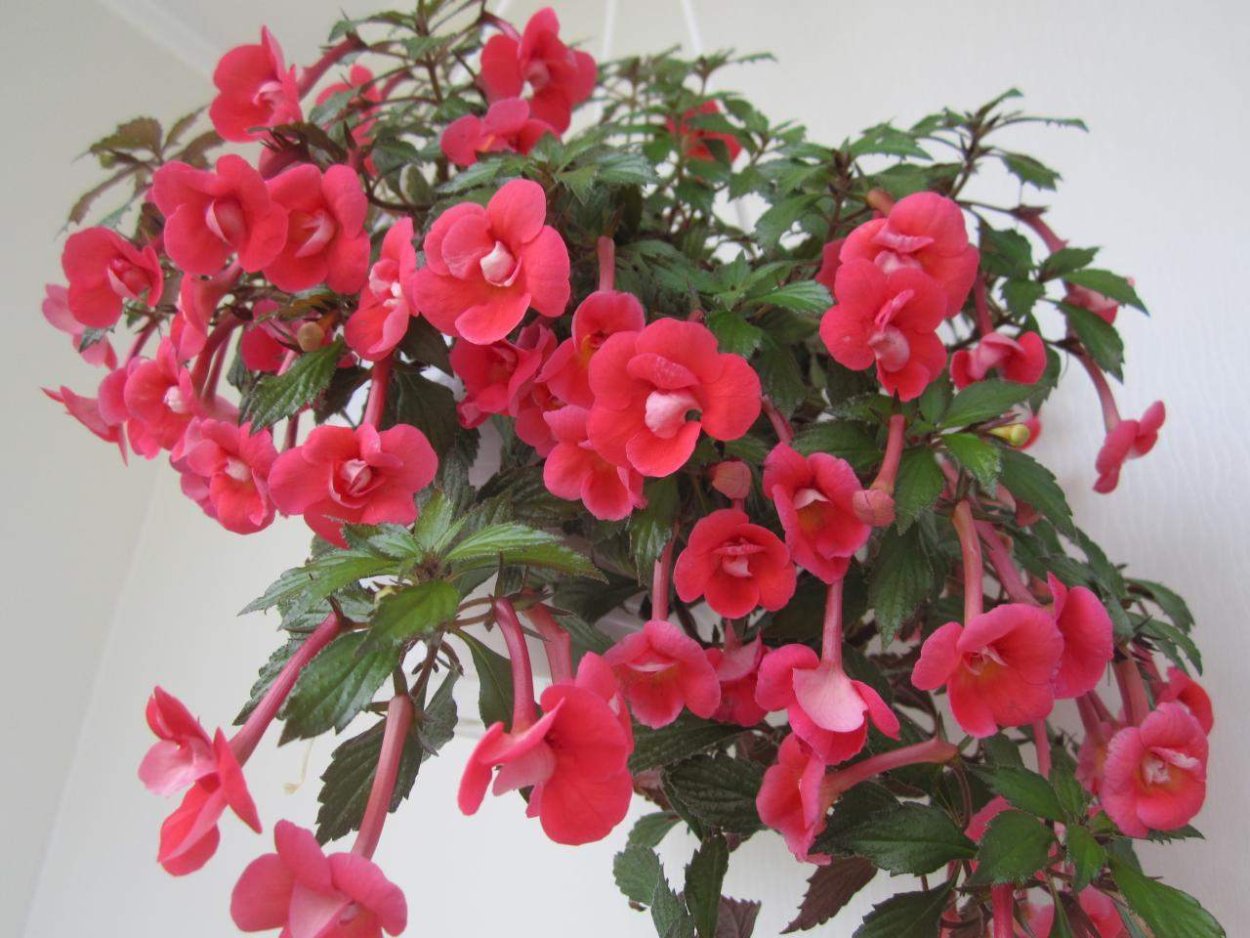 Ахименес Этьен Андерсон