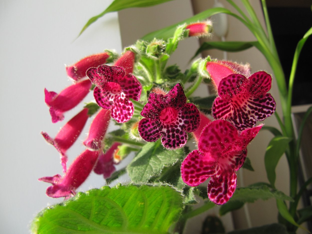 Колерия Nanny