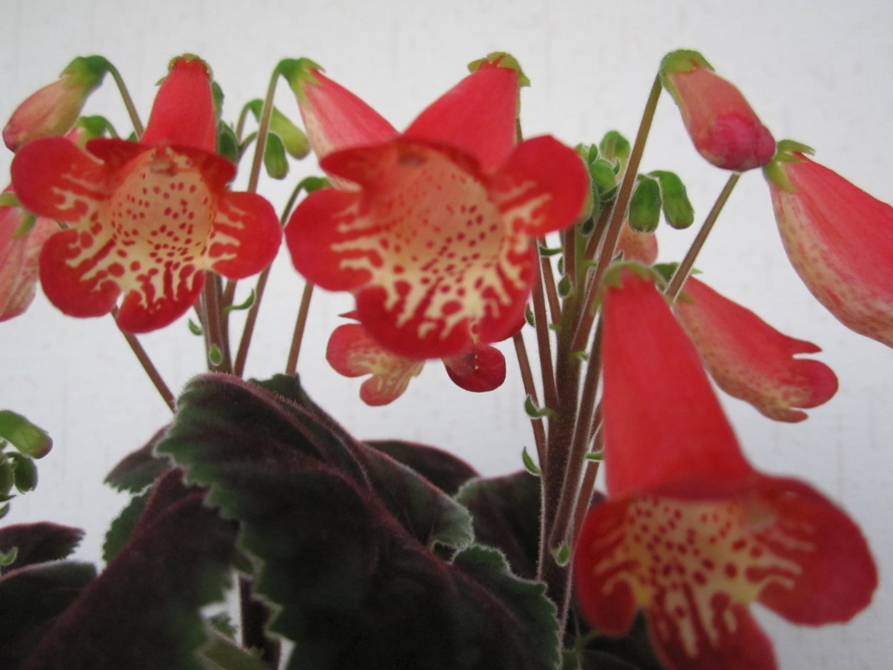 Смитианта Sassy redhead