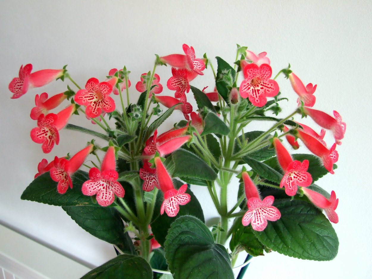 Колерия Flashdance фото