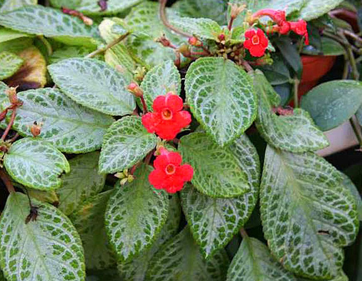 Эписция АЛОХА Мауна Лоа