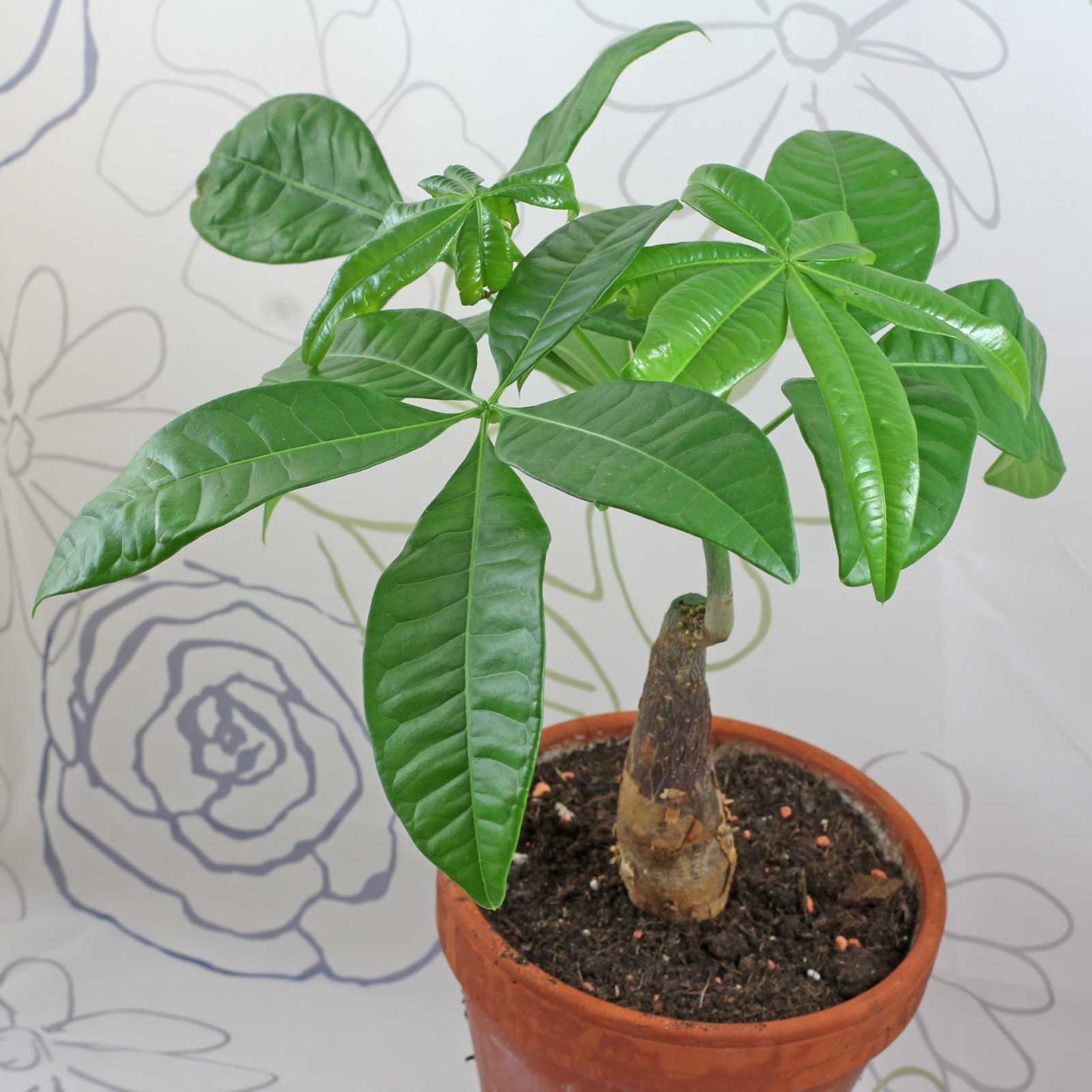 Пахира (хлебное дерево)