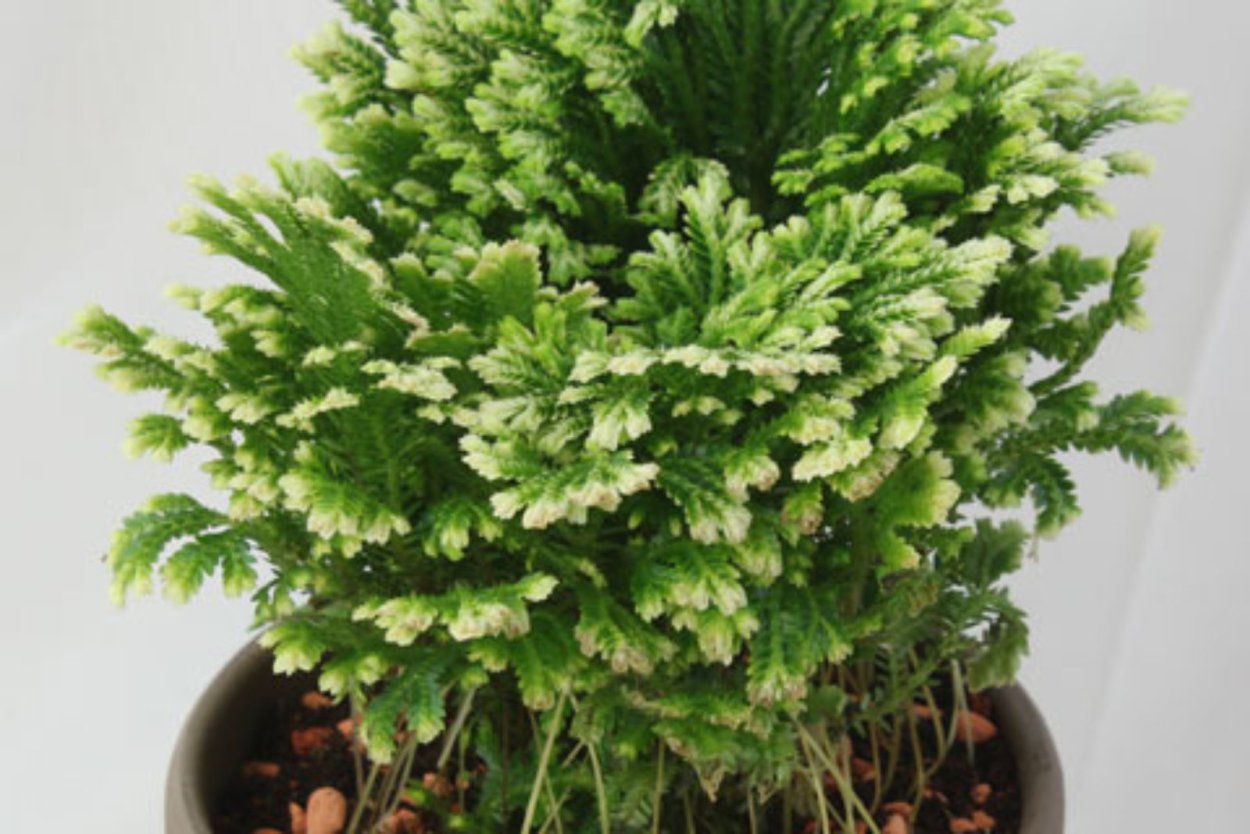 Селагинелла Мартенсии