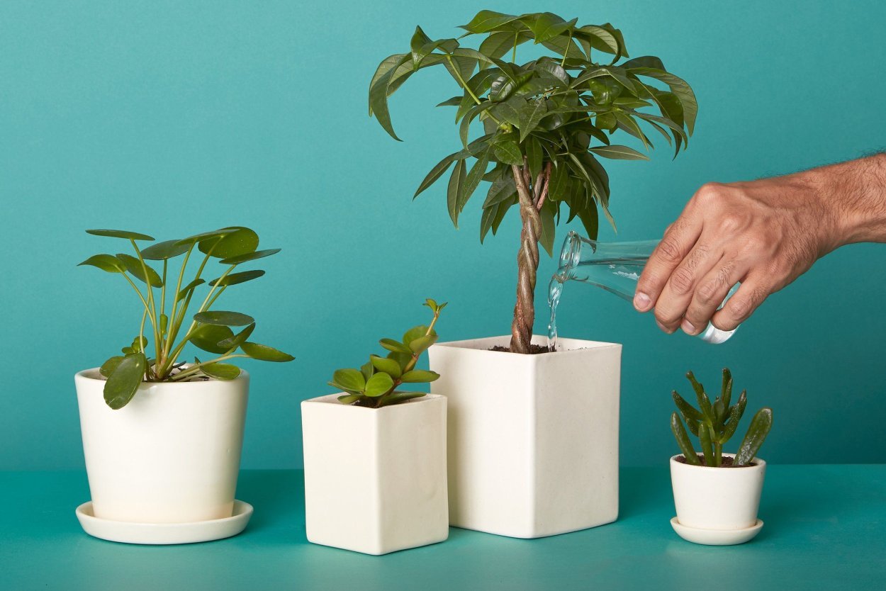 Долговечные растения