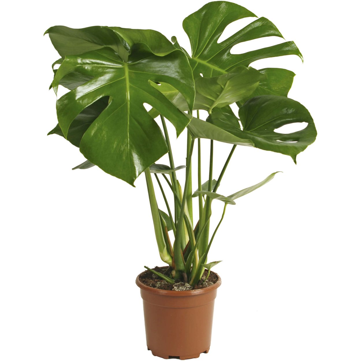 Монстера Делициоза