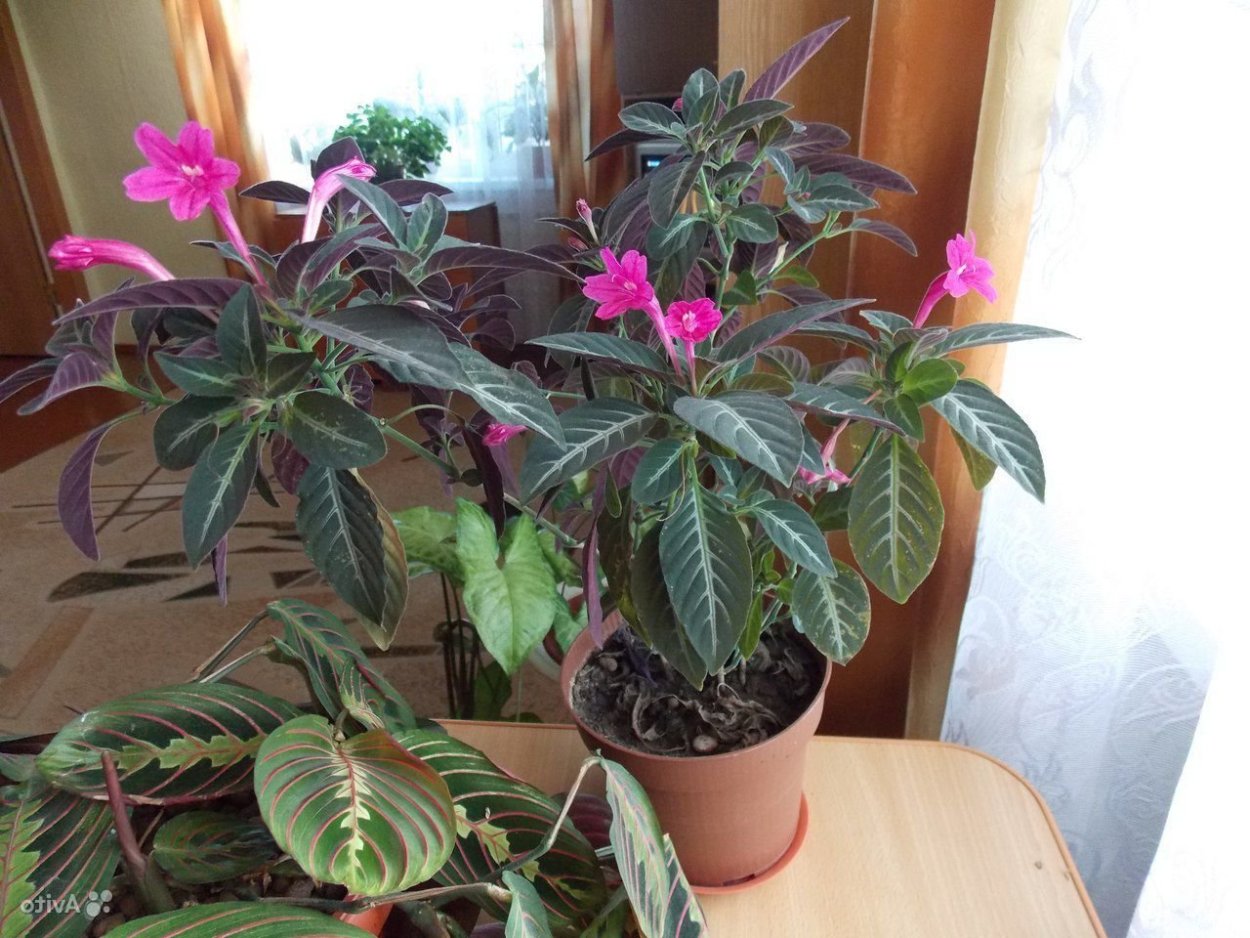 Руэллия комнатный