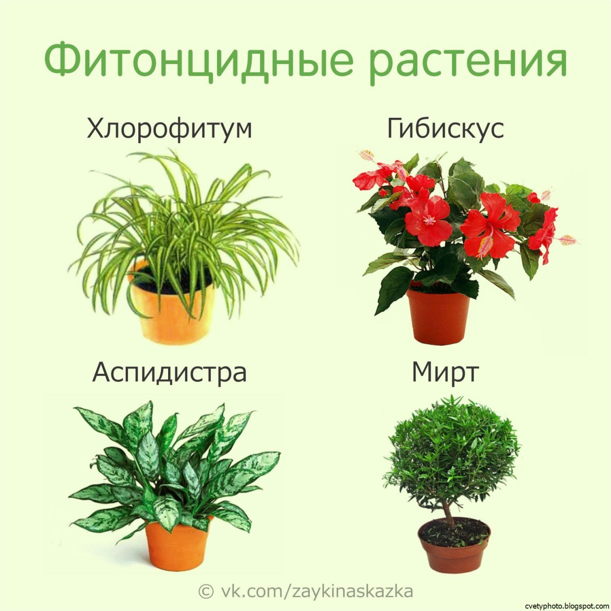 Каталог комнатных растений с фото и названиями | Faterra