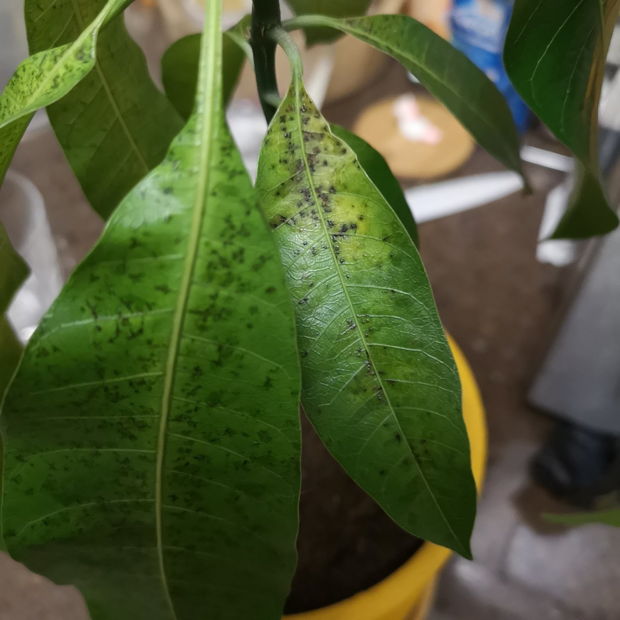 Болезни манго