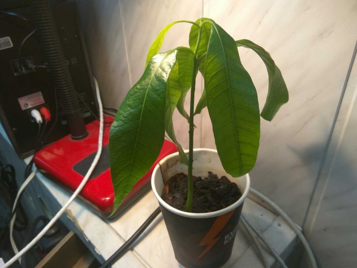 Манго на подоконнике из косточки