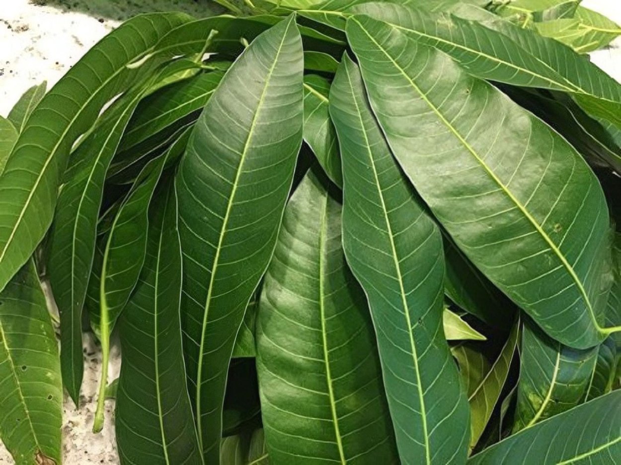 Фикус невроза манго лиф