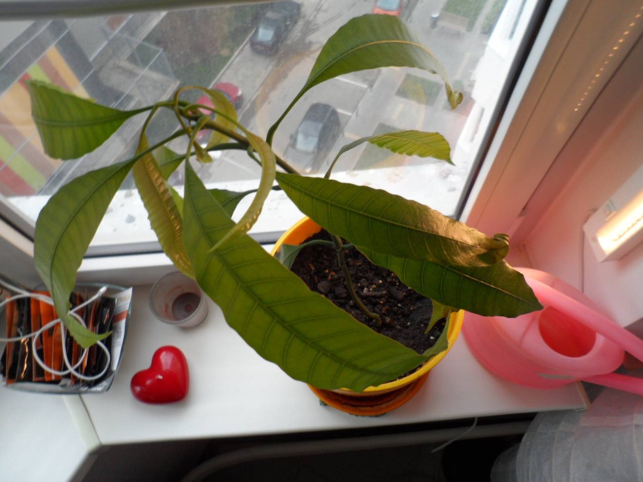 Манго на окне в горшке