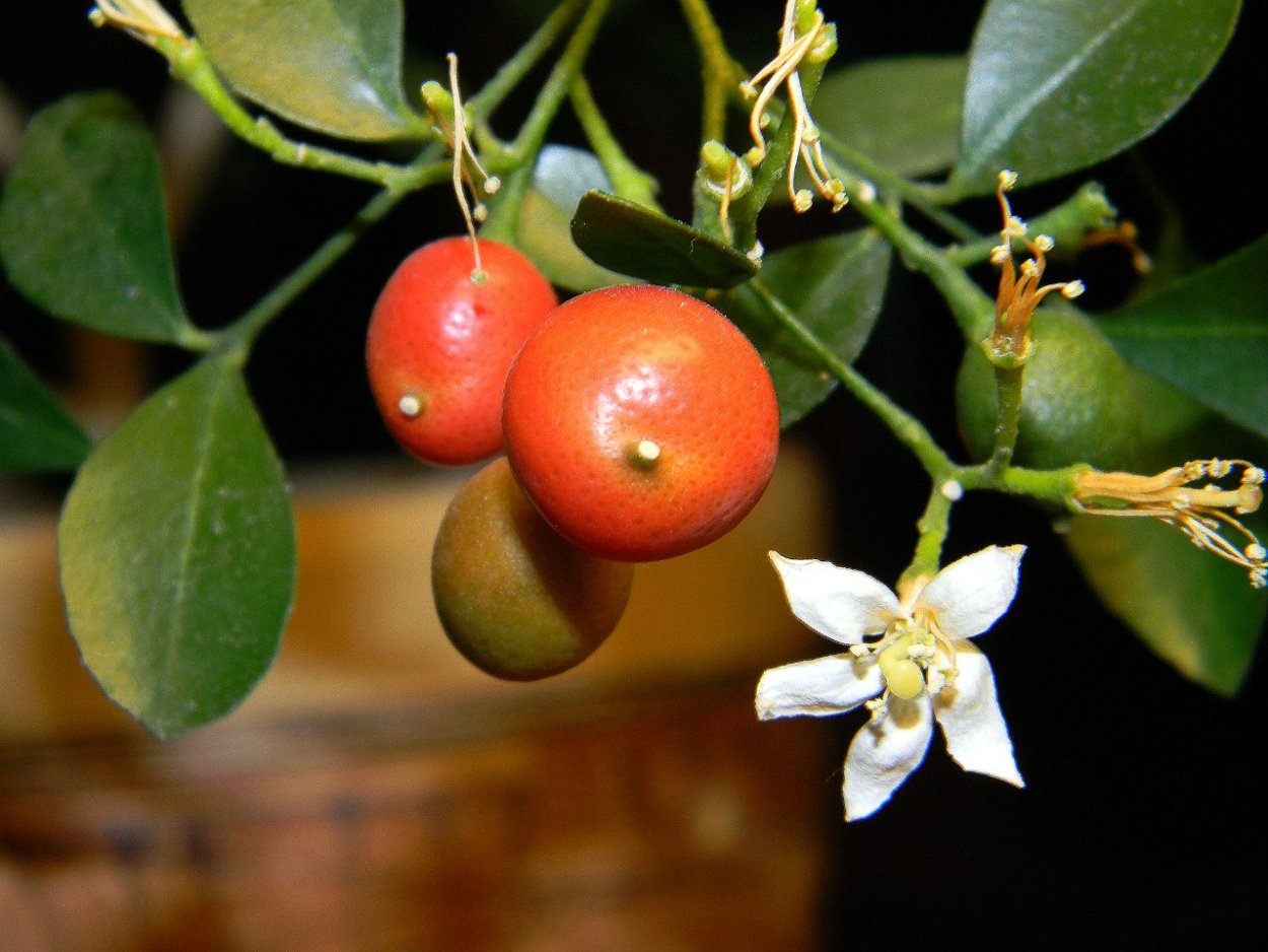 Цветение мангового дерева