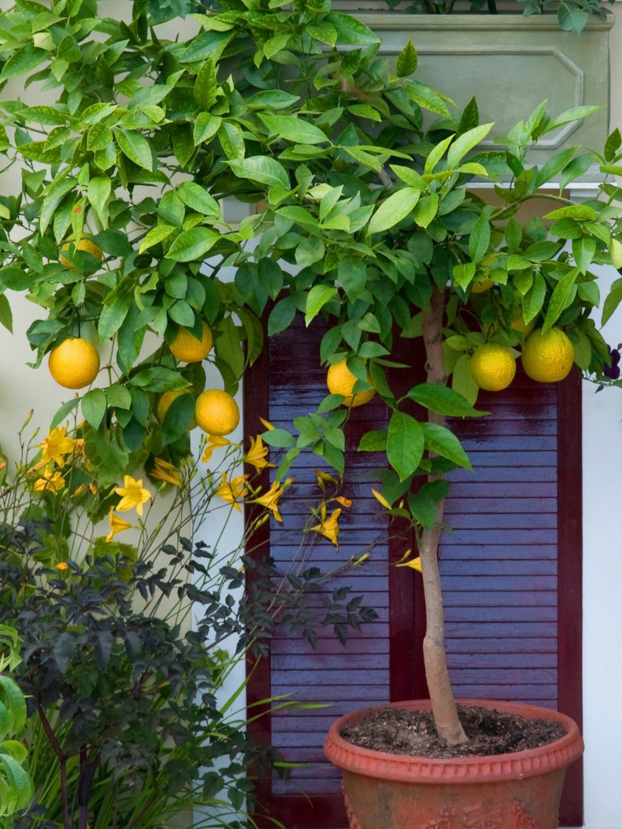 Lemon Tree (лимонное дерево)