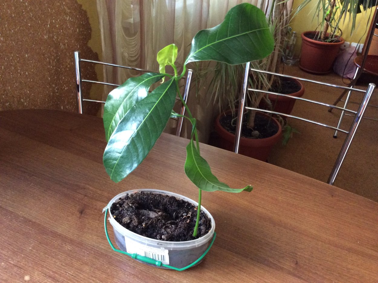 Поделки из косточки манго