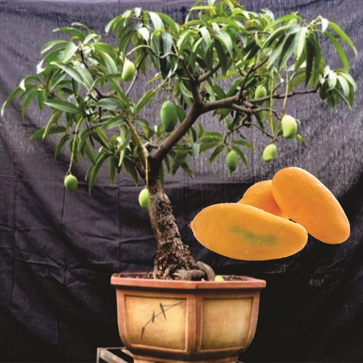 Бонсай из манго