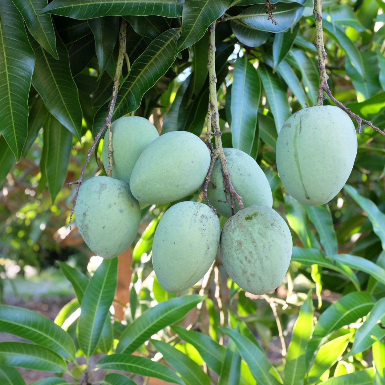 Морозостойкость дерево манго