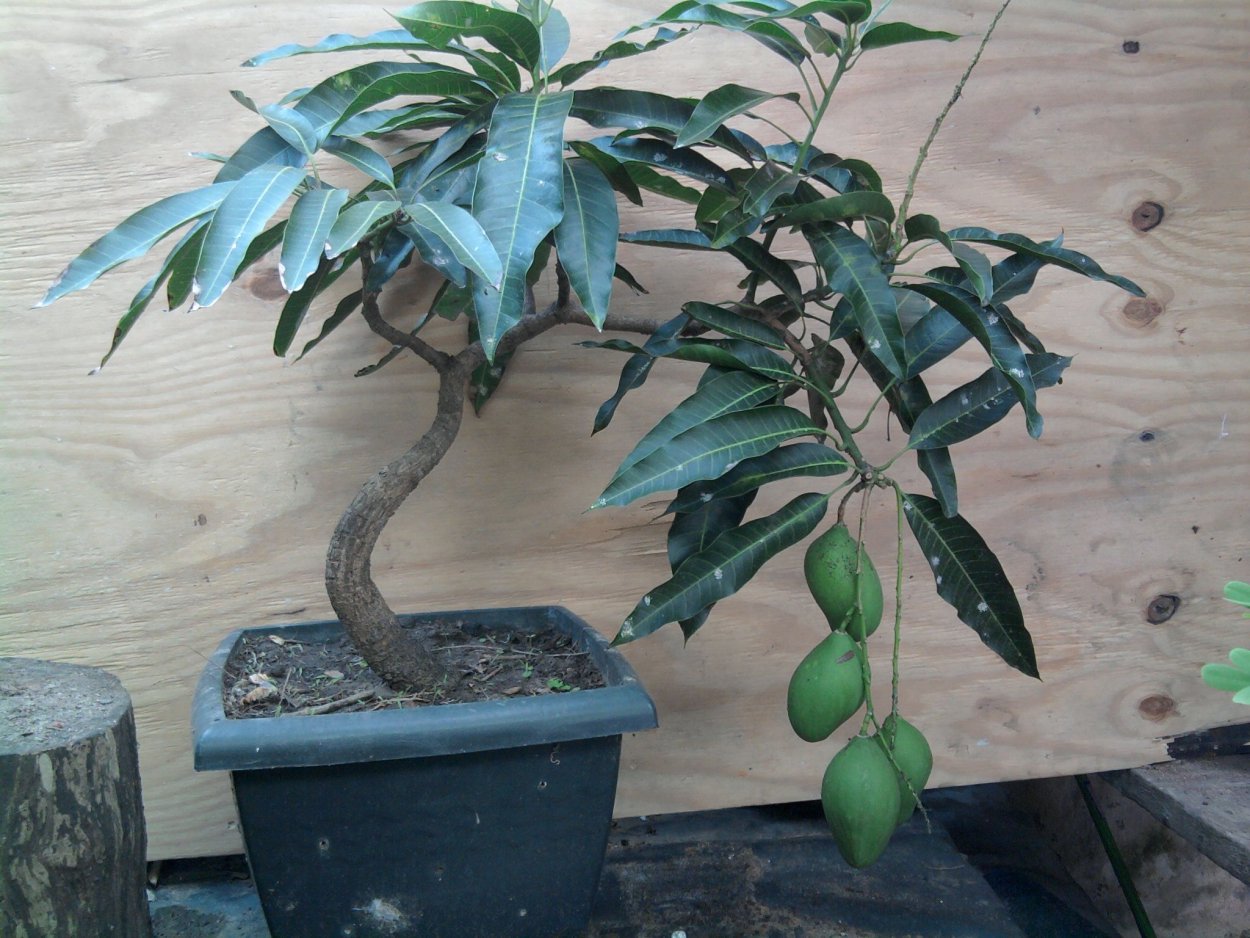 Манго бонсай