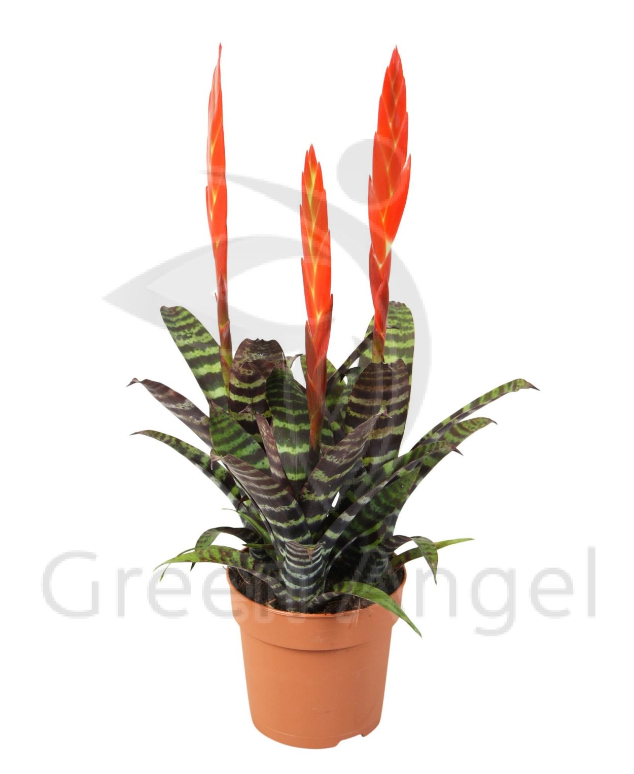 Вриезия Эра