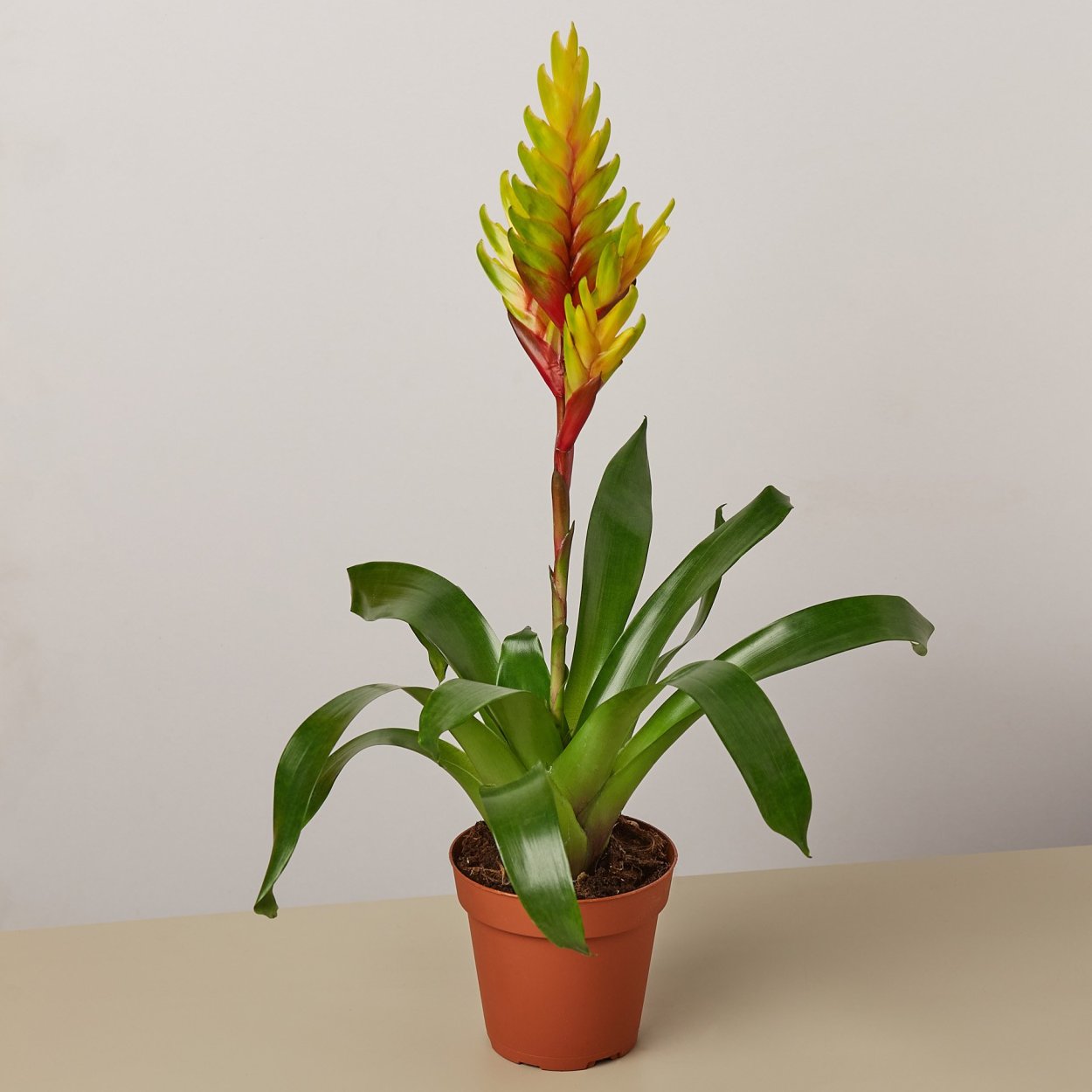 Вриезия Шаннон